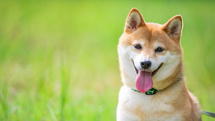 犬