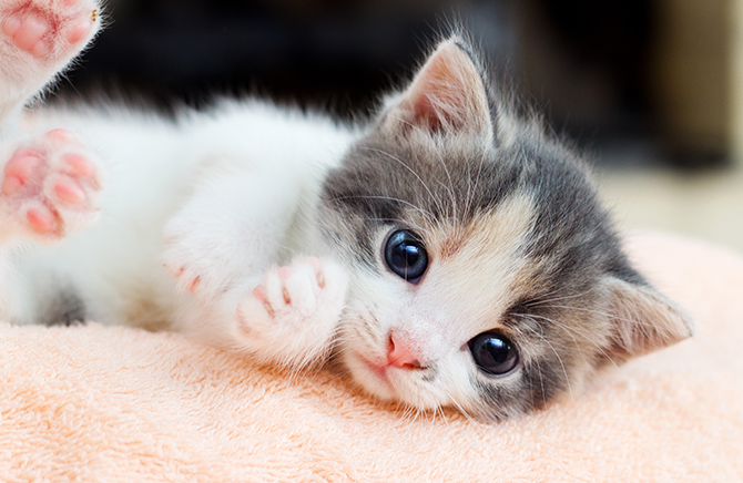子猫