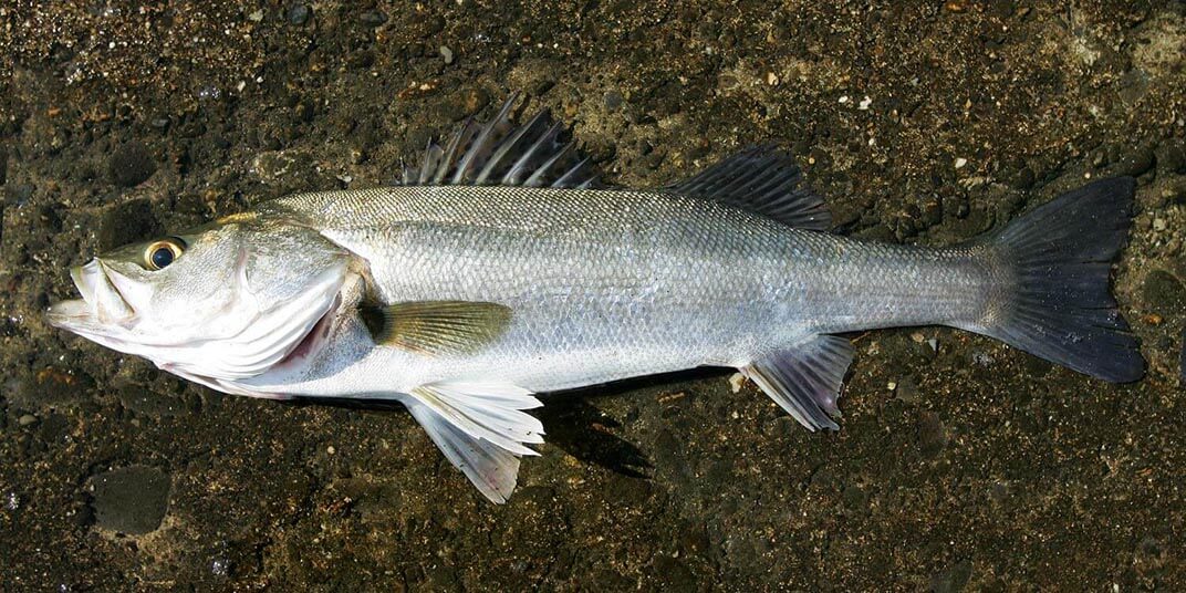 釣り