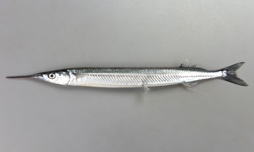 サヨリ
