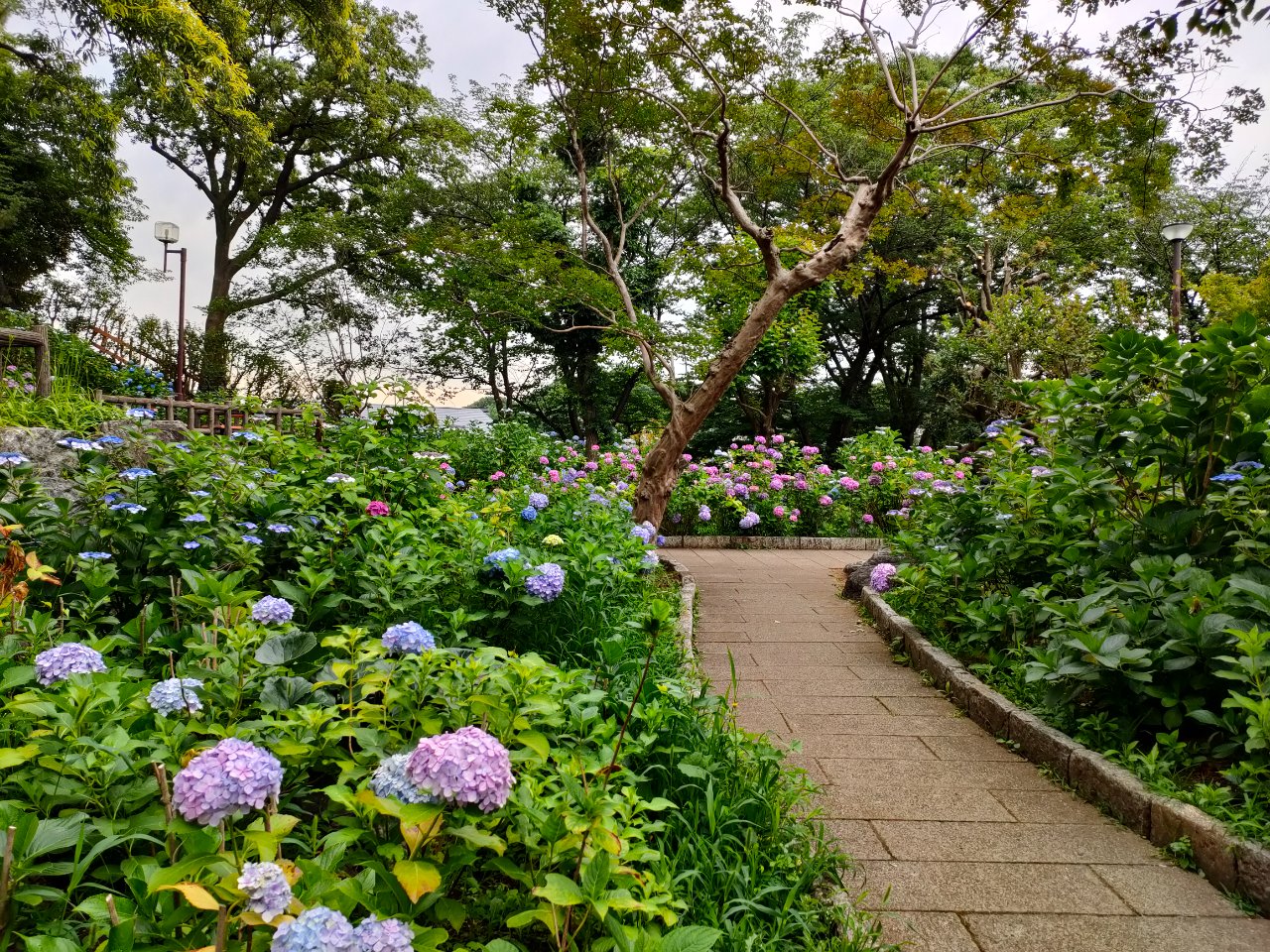 ２０２４．６．１５　～水無月は紫陽花～」