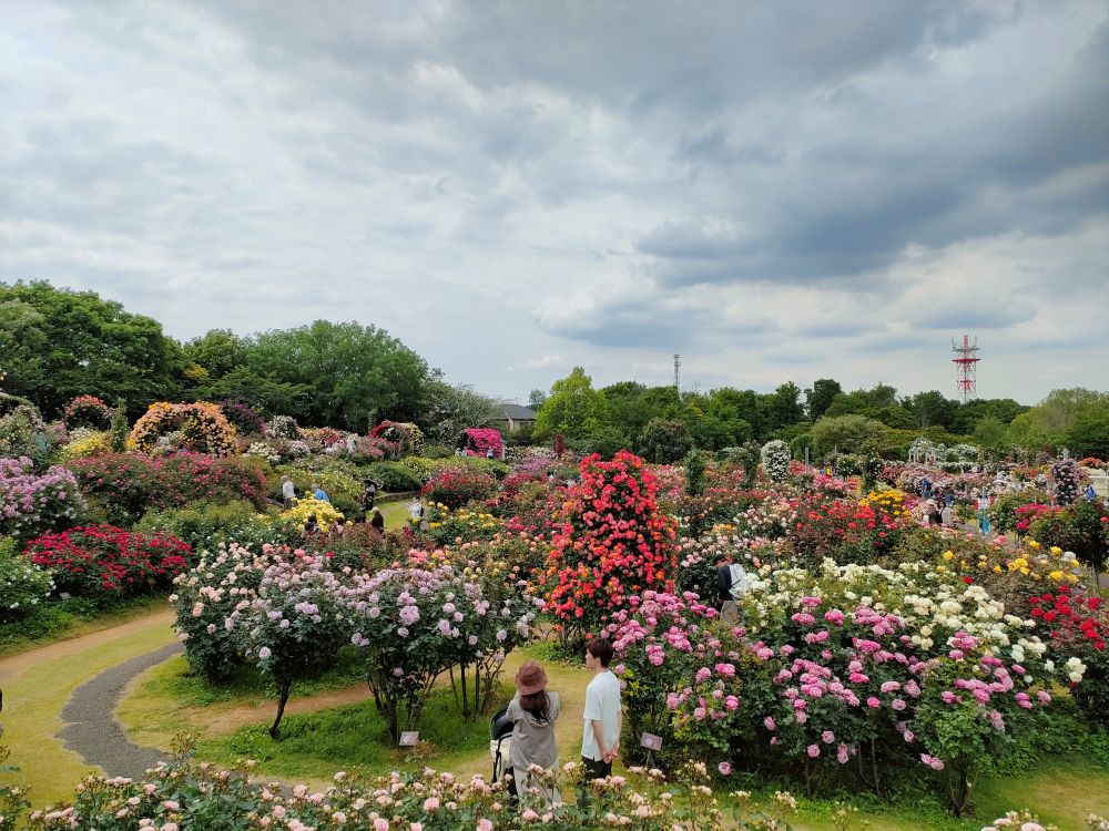 ２０２５．５．１８　～京成バラ園～