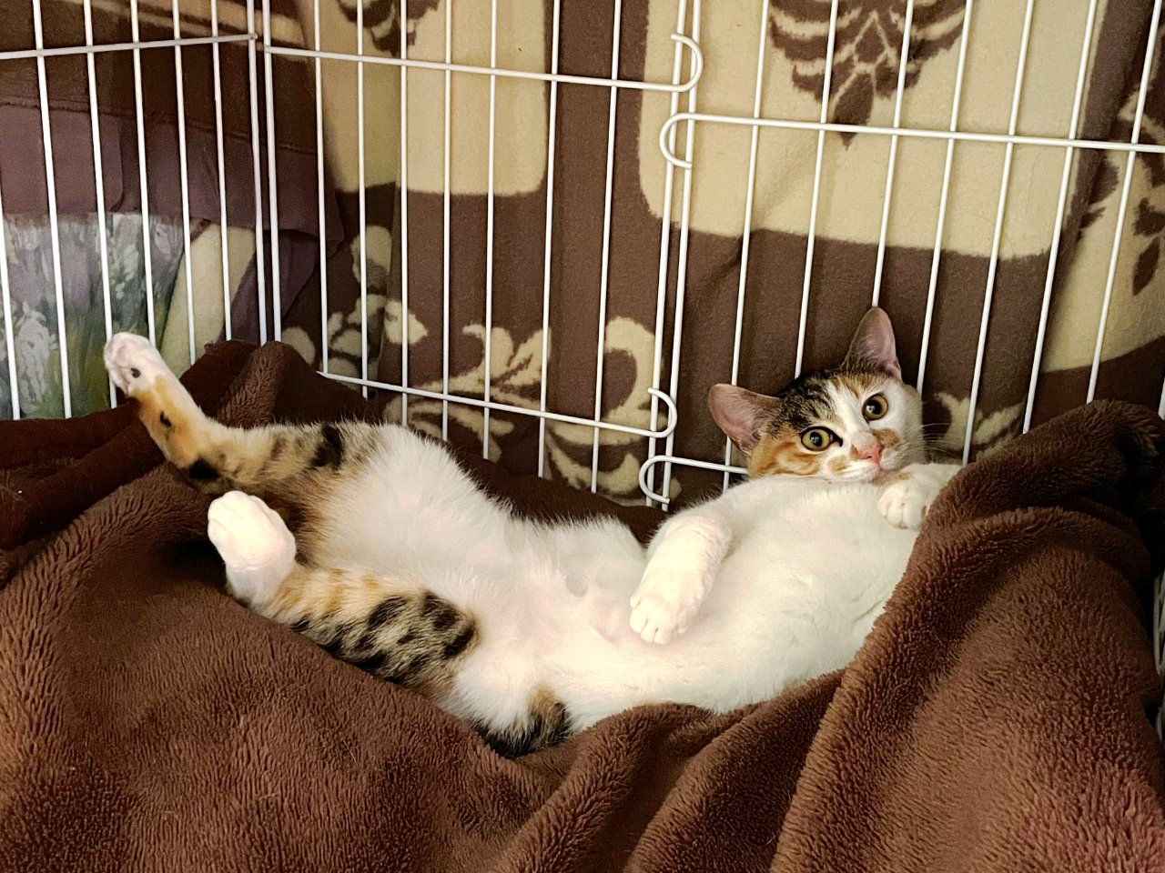 太っ腹な子猫？
