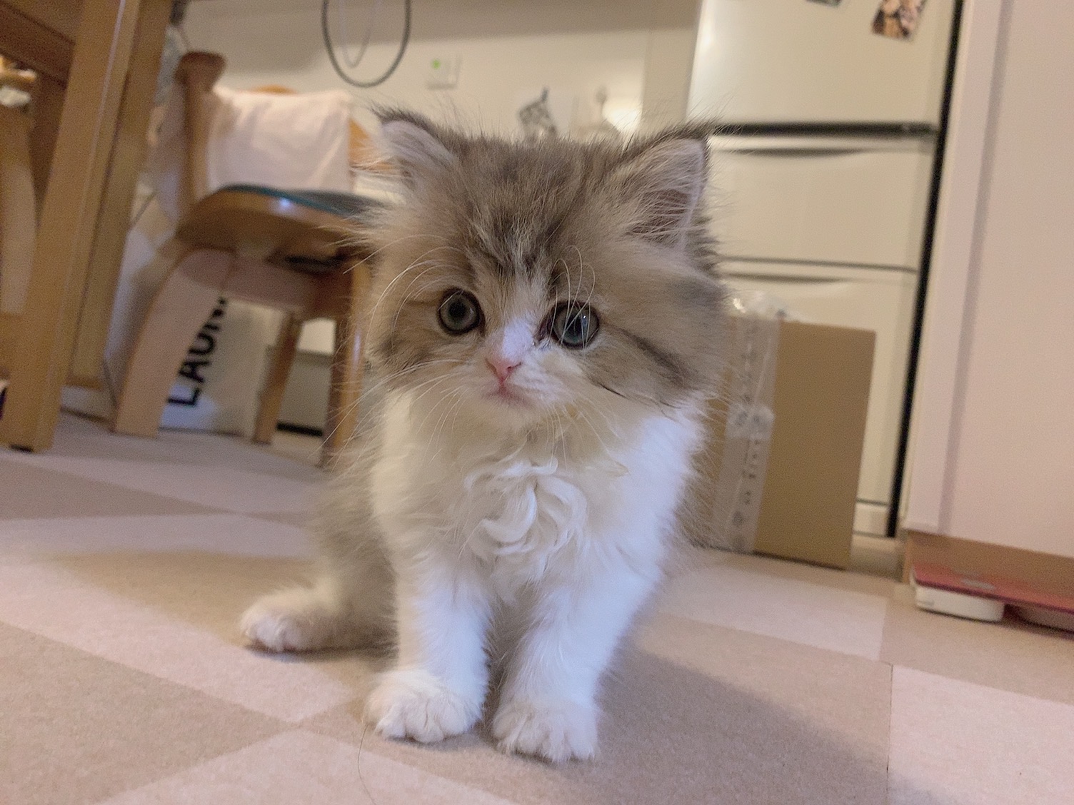 おとなしい猫❢