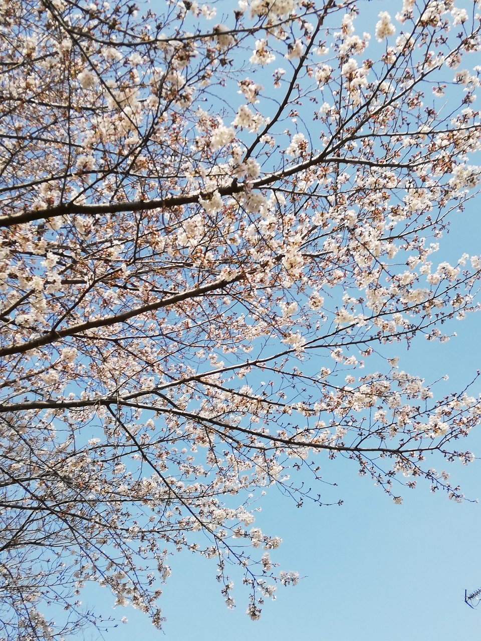 春の花
