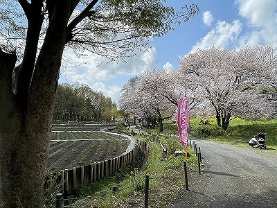 上尾さくらまつり