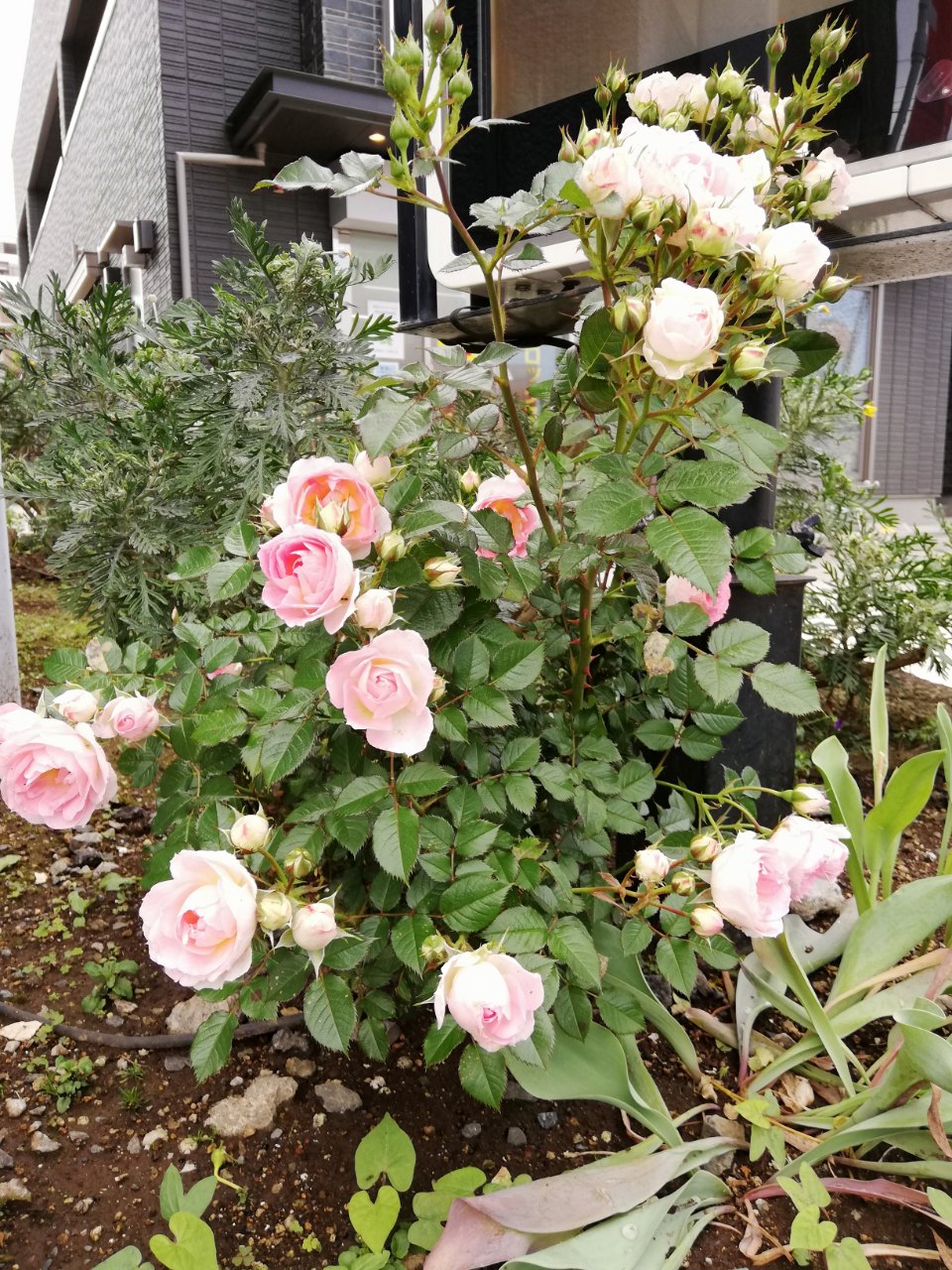 バラの季節です