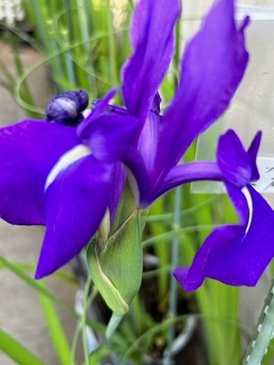 季節のお花・・・