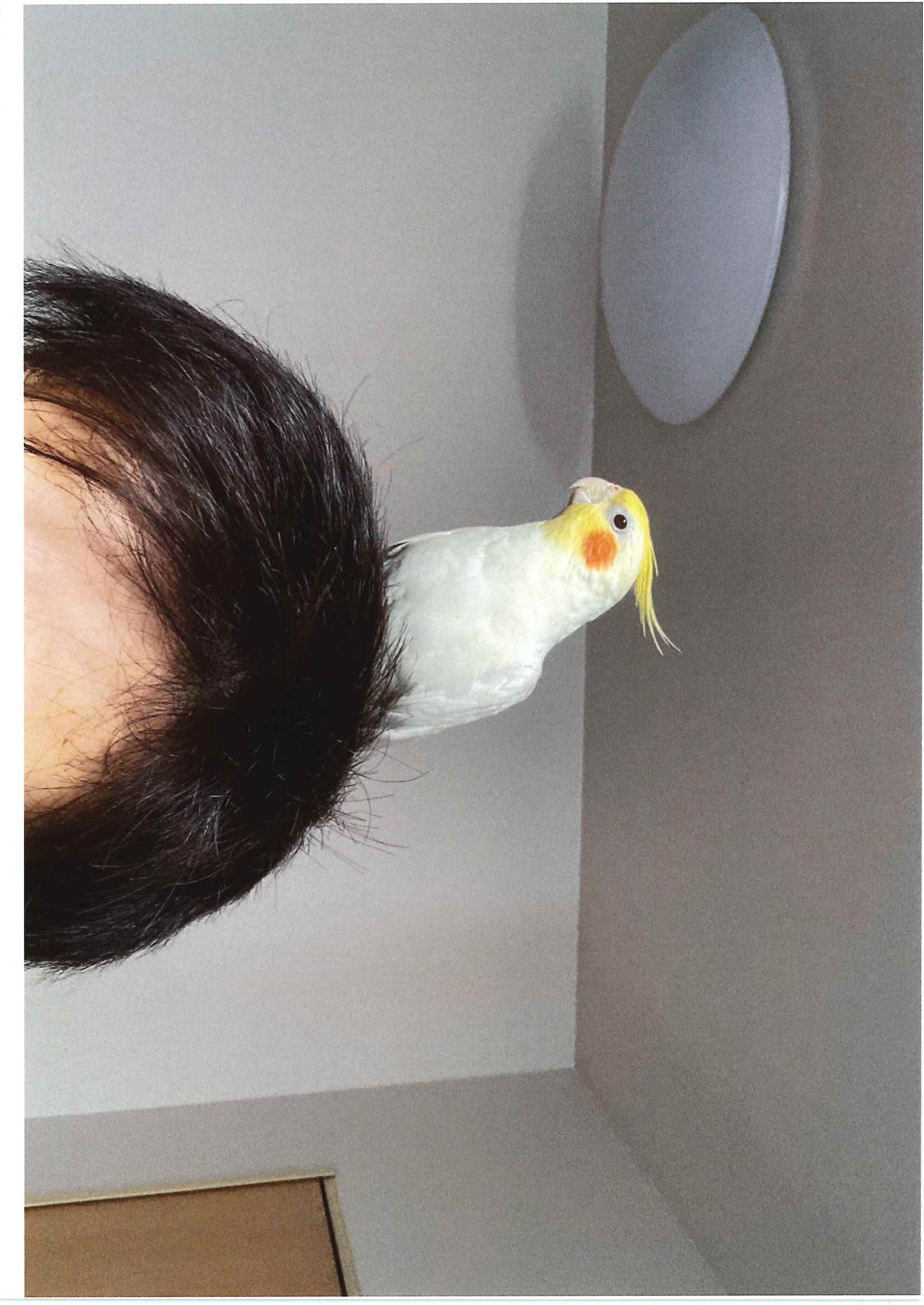 インコ��好きの方へ！