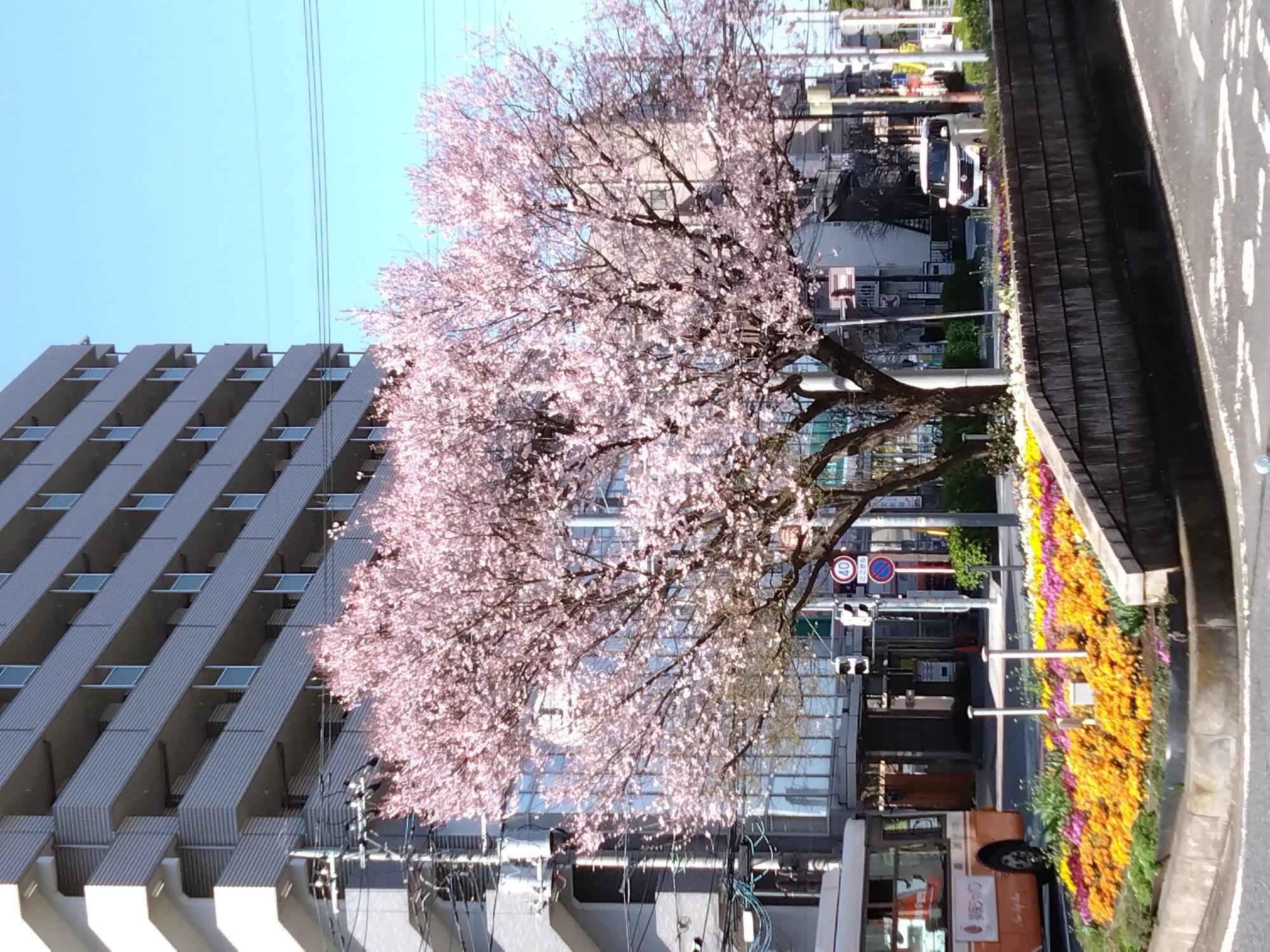 宮原駅前の桜