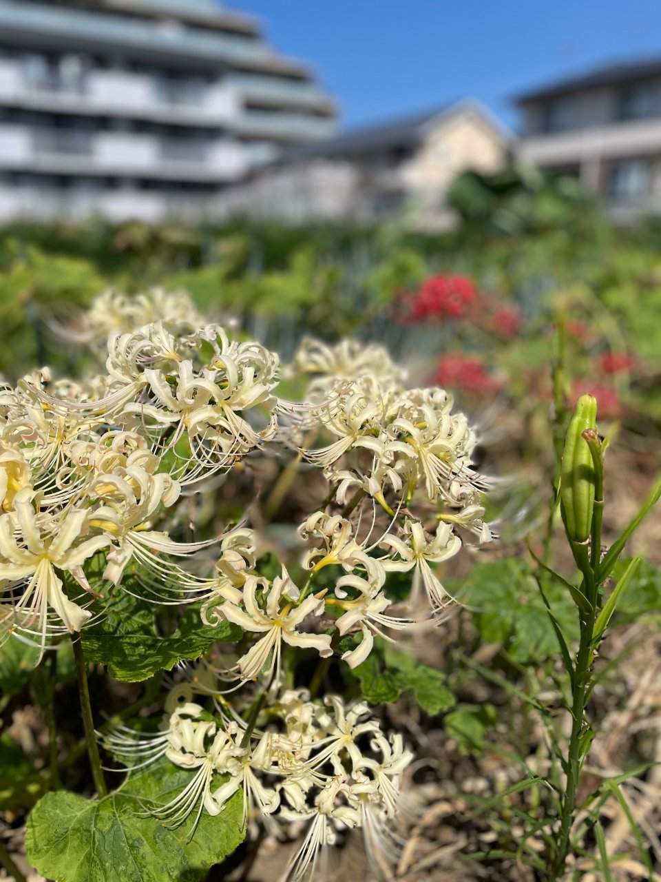 彼岸花