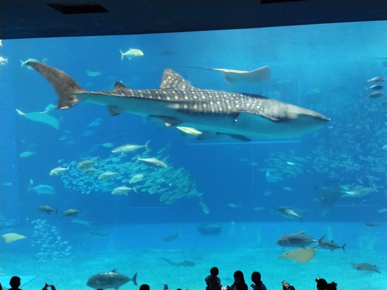 沖縄美ら海水族館