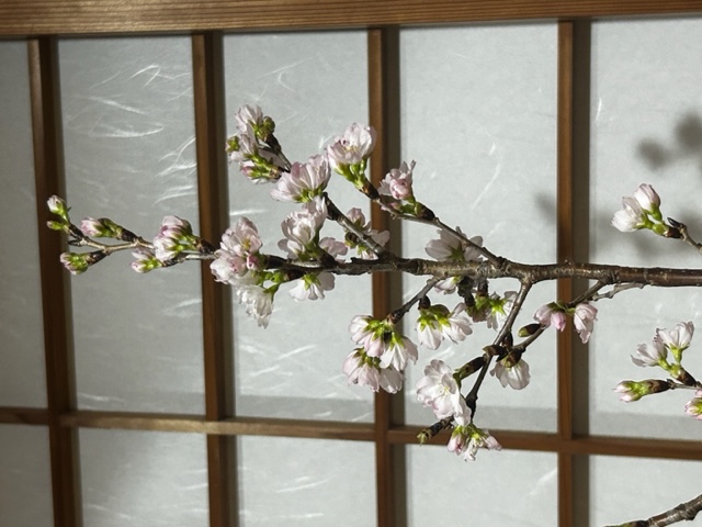 春を感じて��