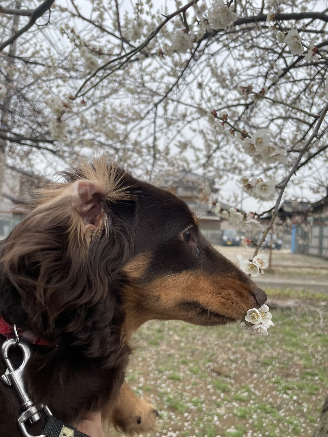 もうすぐ桜の季節ですね　