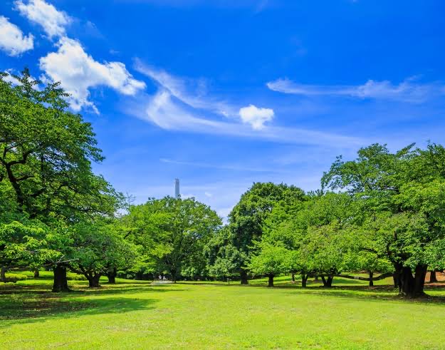 代々木公園の景色