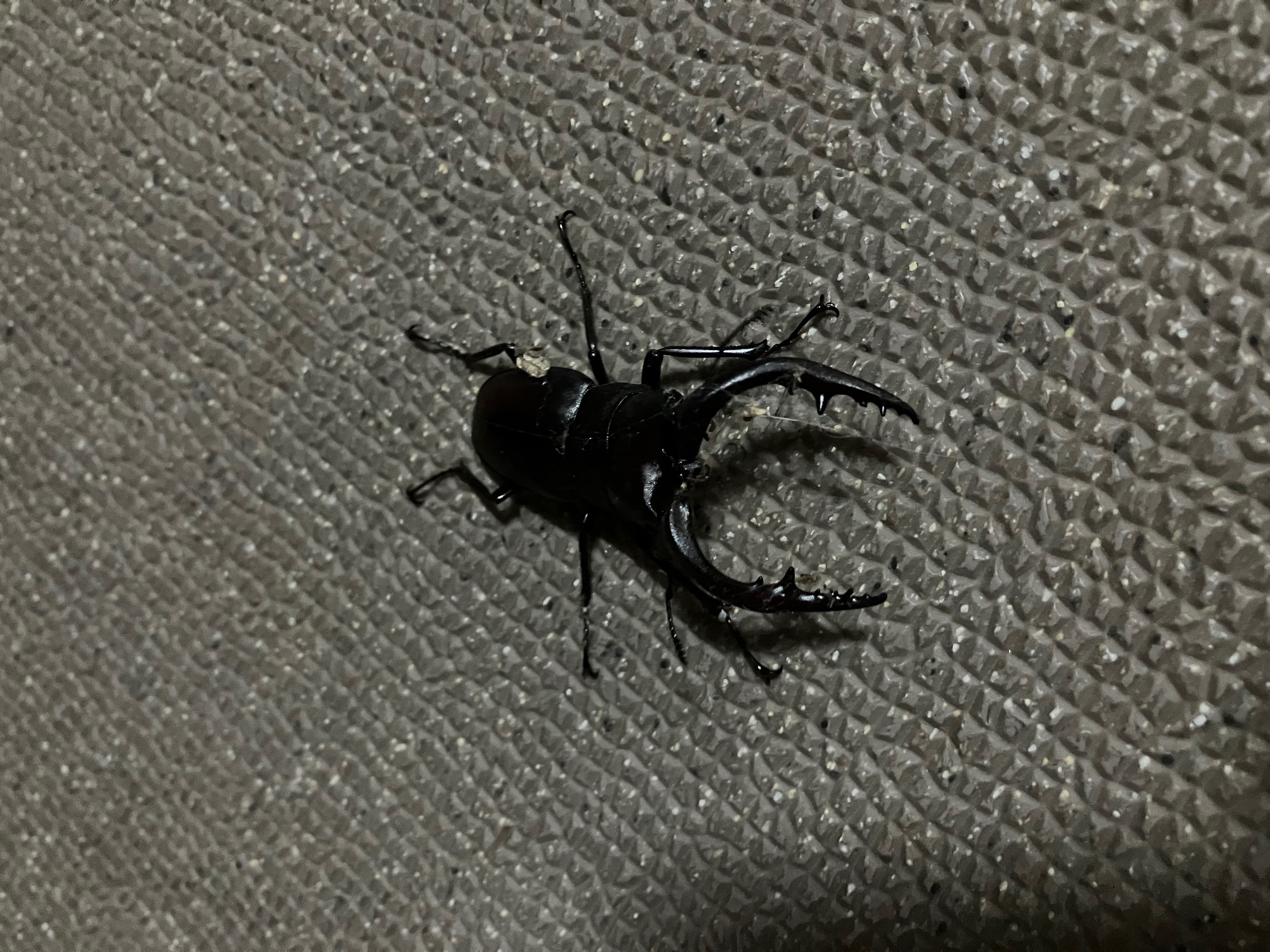 さいたま市にも※昆虫注意