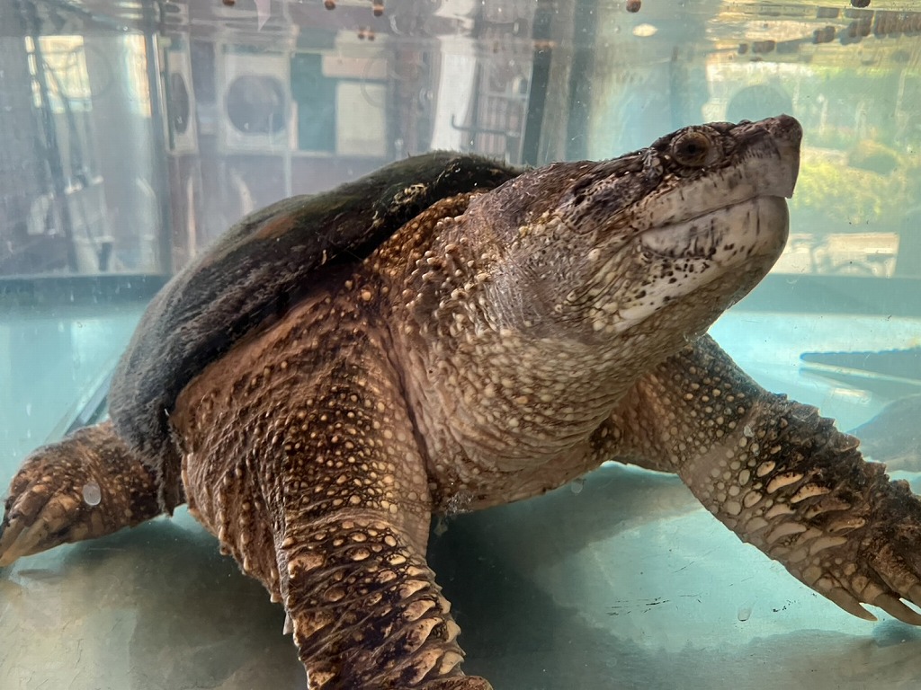 ��カメ��