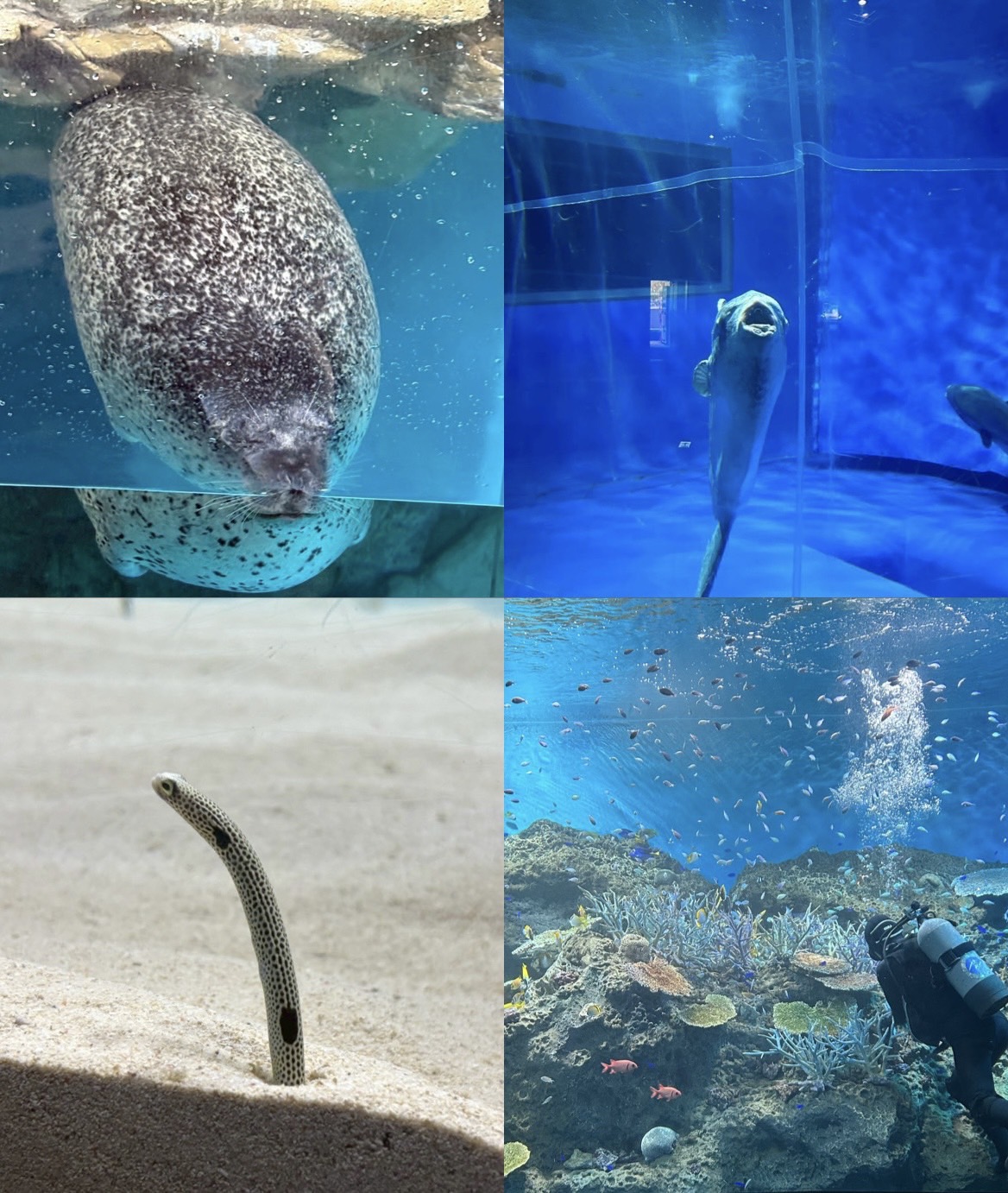 大洗水族館��
