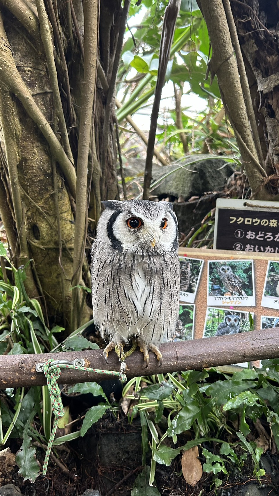 シャボテン動物公園