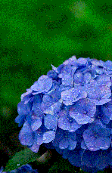 梅雨の時期の楽しみ方