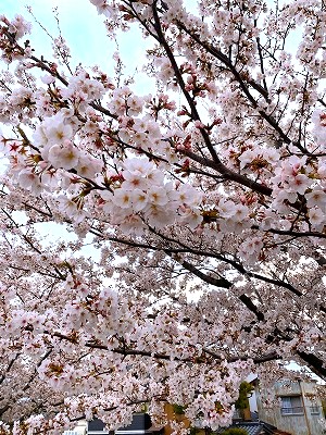 ✿お花見散歩✿