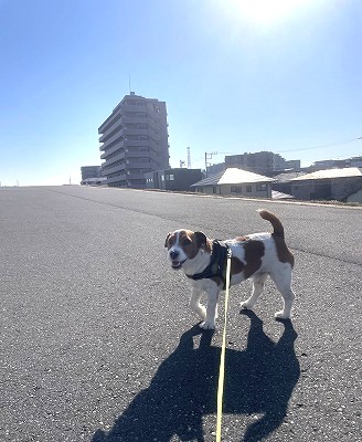 お散歩中毒&#55357&#56341&#55356&#57151