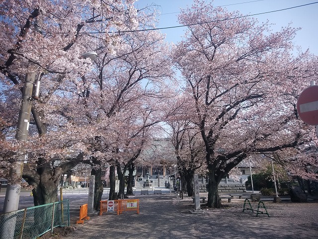 坂戸市永源寺の桜 坂戸 鶴ヶ島 毛呂山町の賃貸情報はクラリスへ