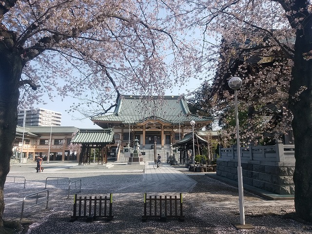 坂戸市永源寺の桜 坂戸 鶴ヶ島 毛呂山町の賃貸情報はクラリスへ