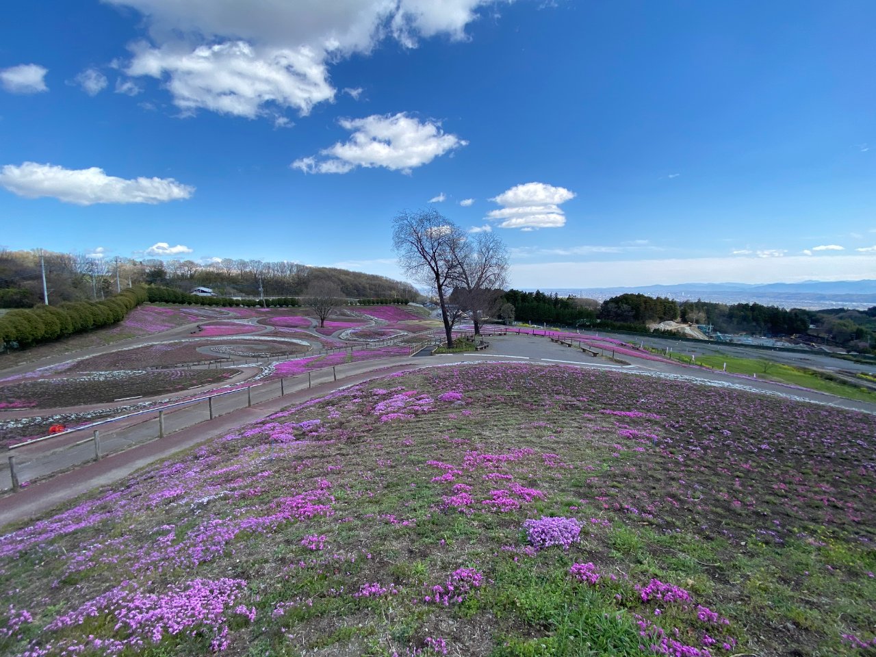 みさと芝桜公園へ 群馬県 高崎市のlixil不動産ショップ トウショウレックス