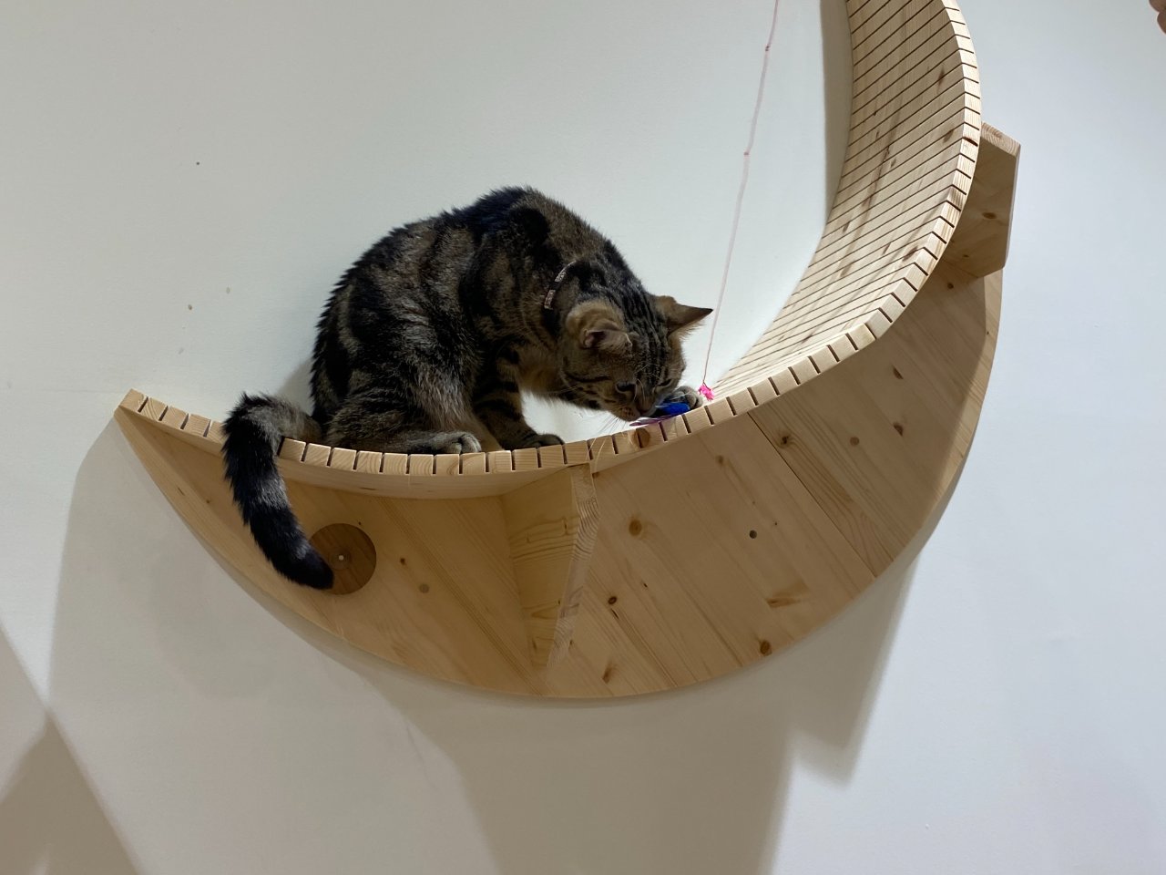 高崎opaの猫カフェ 群馬県 高崎市のlixil不動産ショップ トウショウレックス