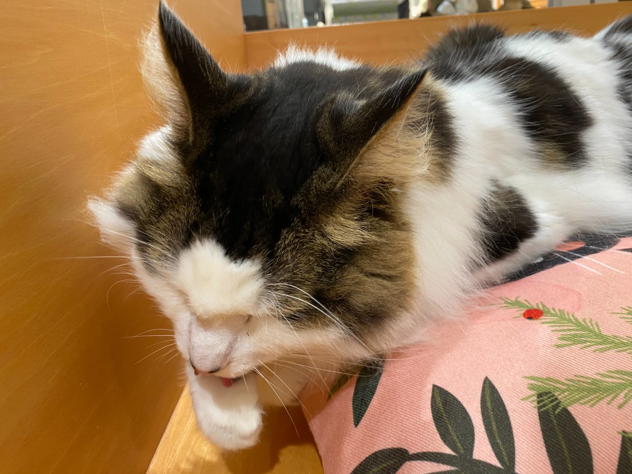高崎opaの猫カフェ 群馬県 高崎市のlixil不動産ショップ トウショウレックス