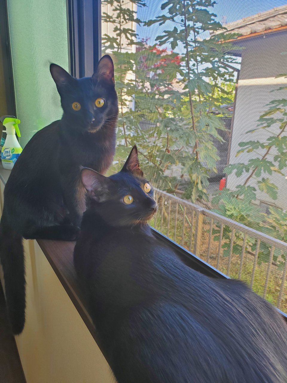 新入り 群馬県 高崎市のlixil不動産ショップ トウショウレックス