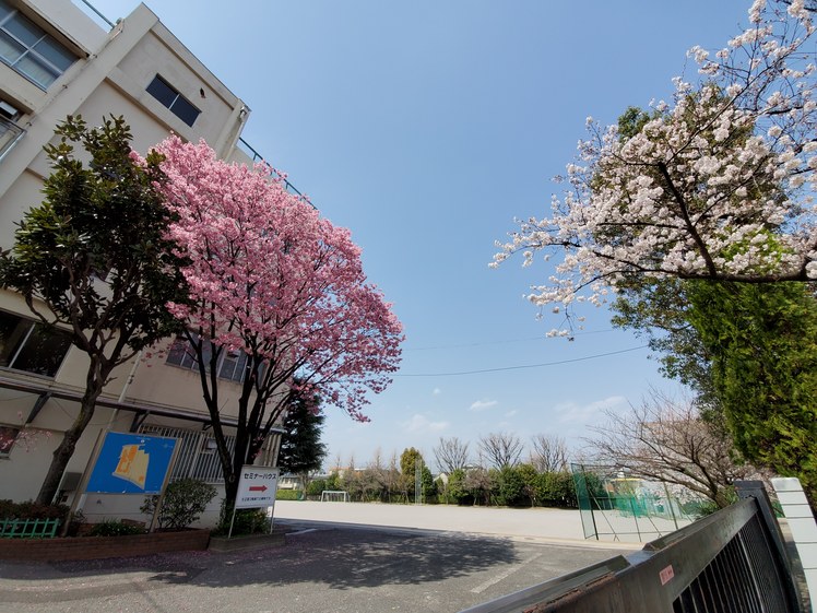 桜開花 大泉学園通りにて 朝日不動産株式会社