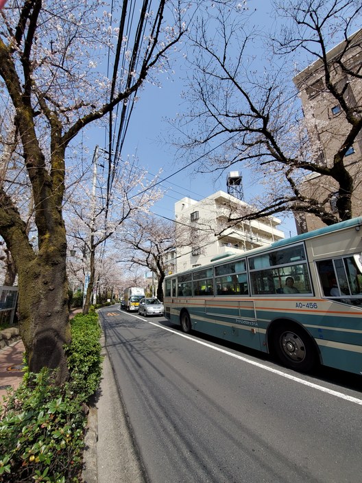 桜開花 大泉学園通りにて 朝日不動産株式会社